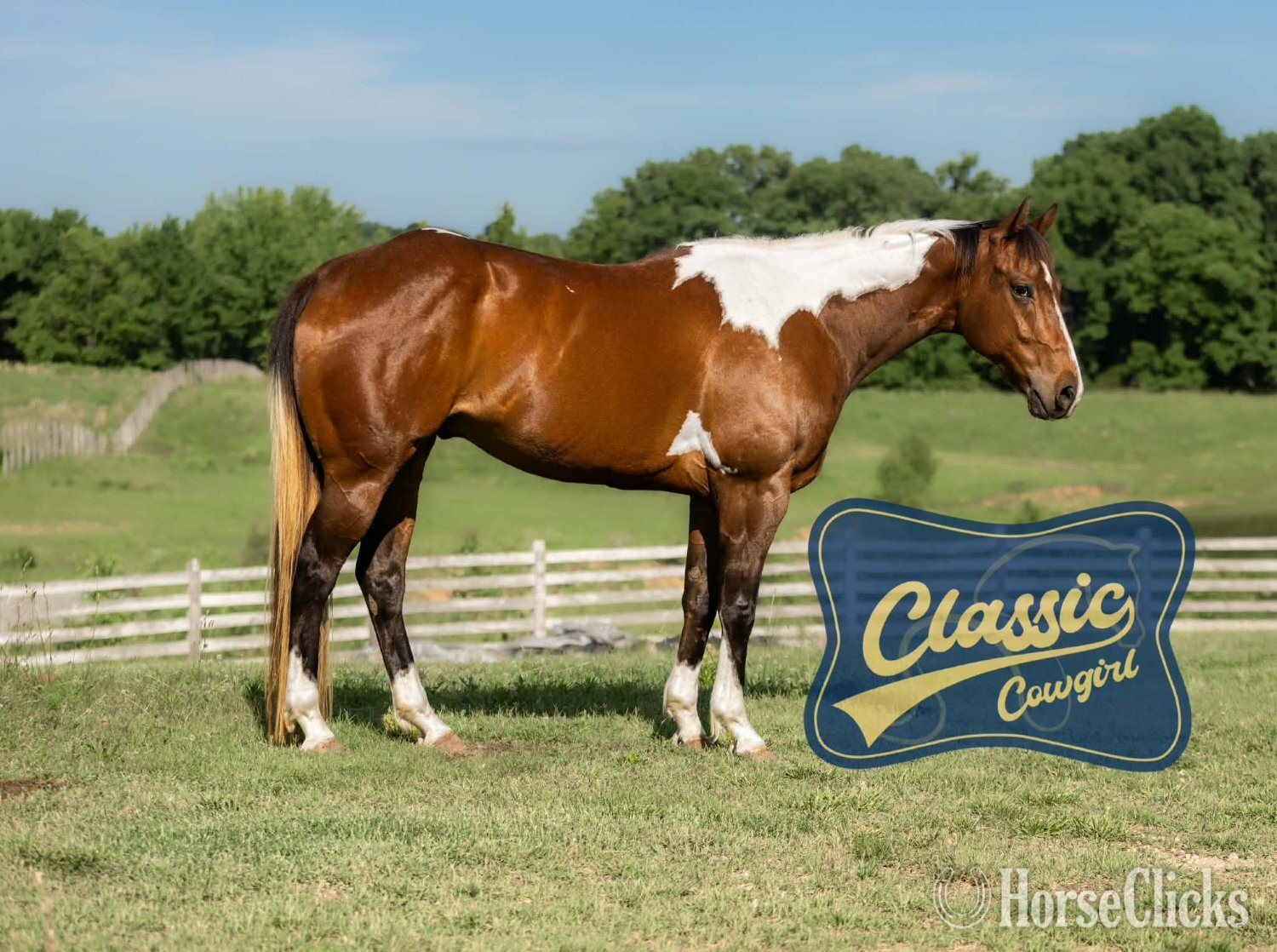 "JIMMY" Tabiano Gelding Paint - Paint in Kentucky