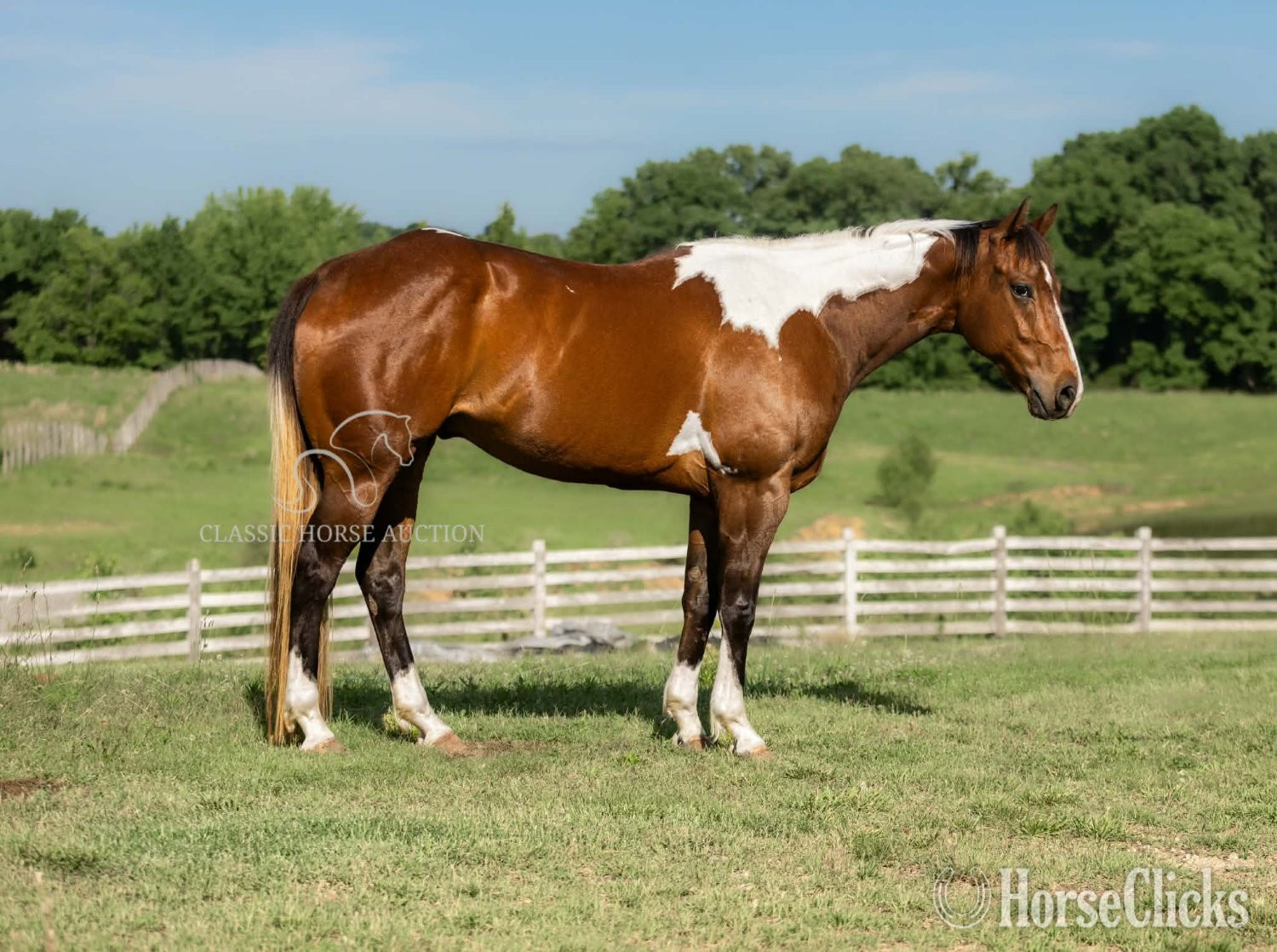 "JIMMY" Tabiano Gelding Paint Kentucky