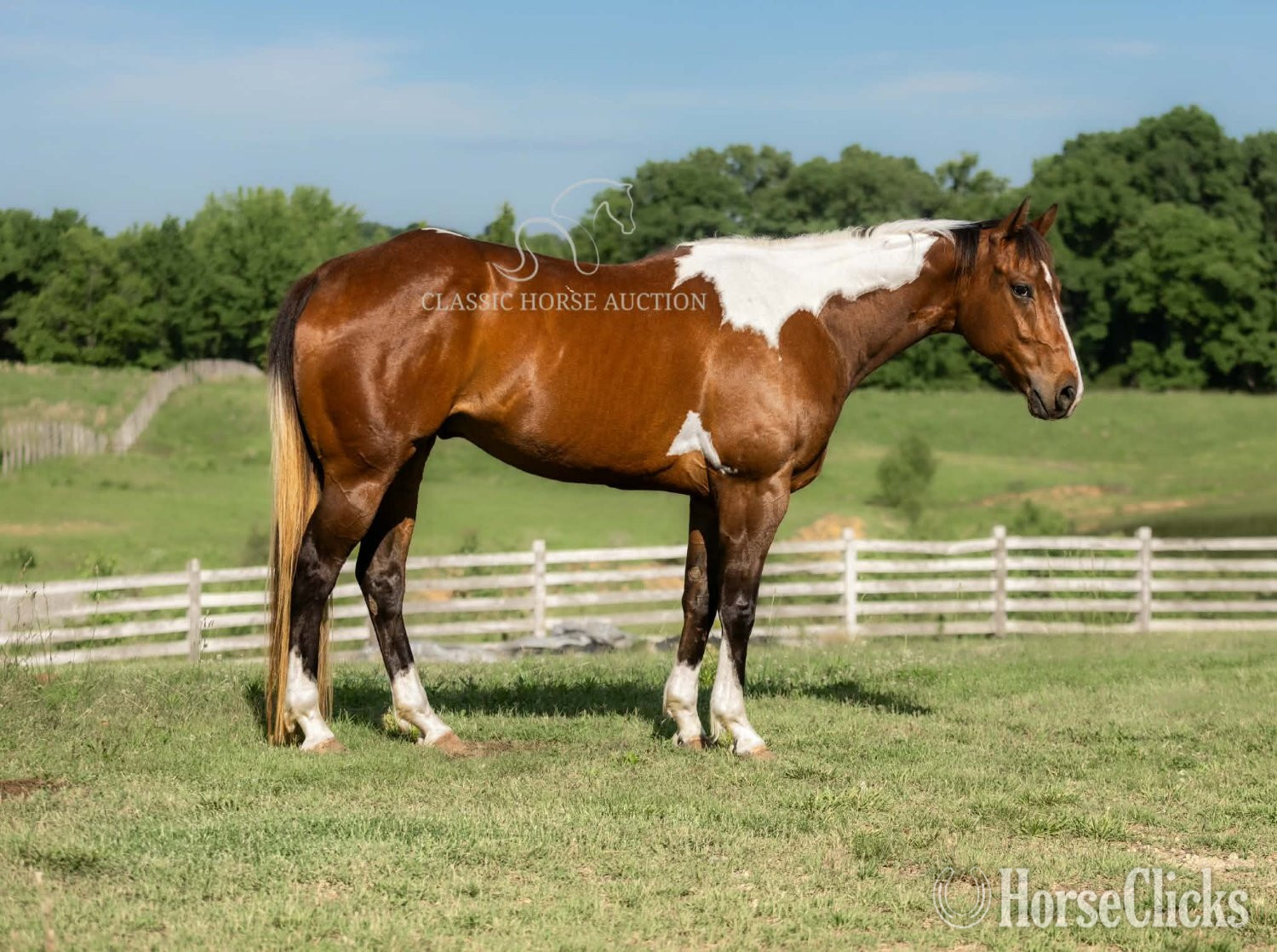 Paint - "JIMMY" Tabiano Gelding Paint in Kentucky