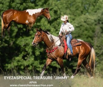 "JIMMY" Tabiano Gelding Paint