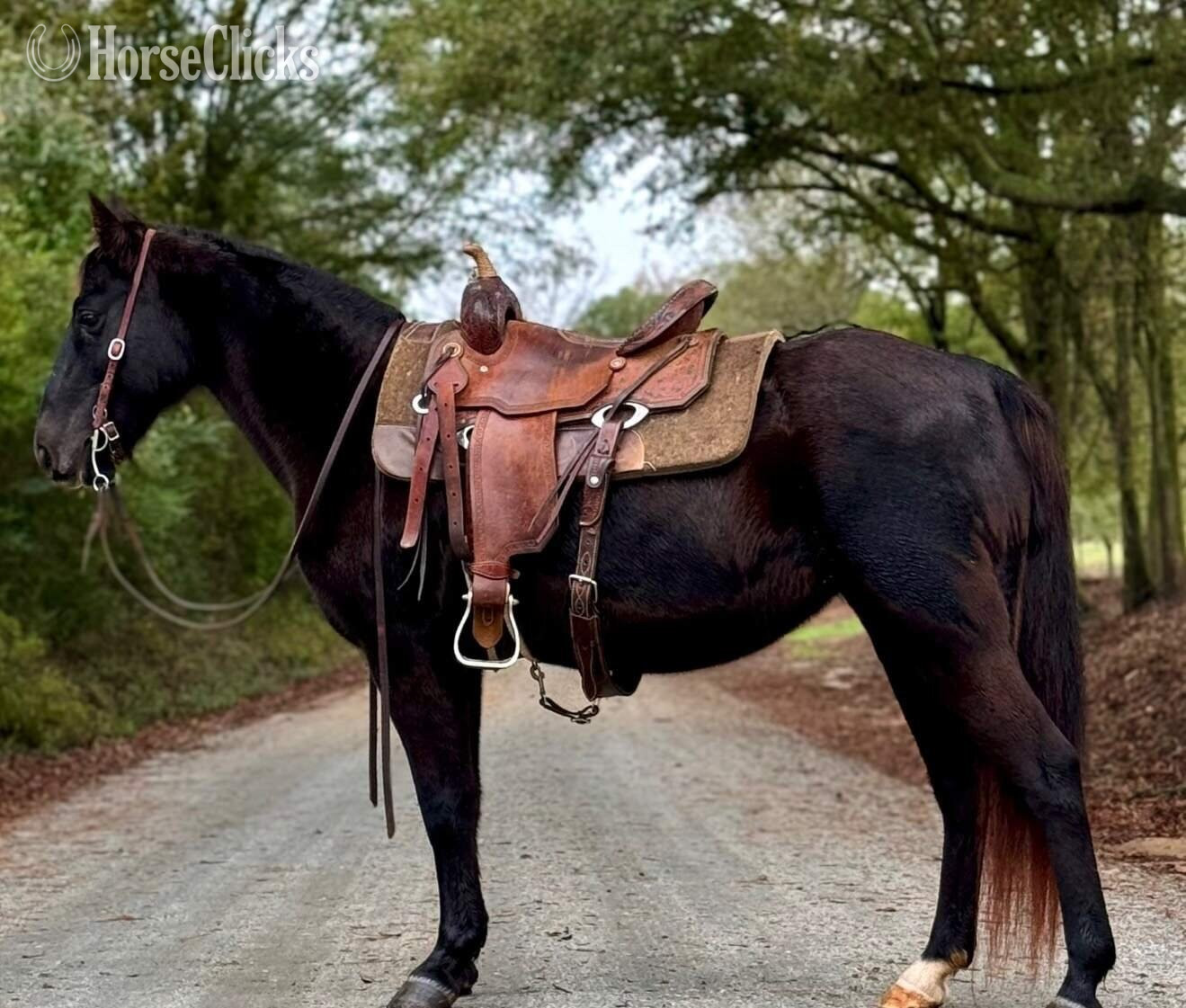 "Nova" Black Mare Kentucky Mountain in Georgia