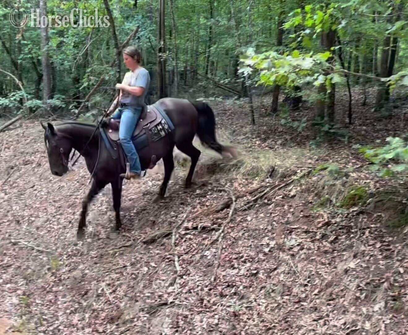 "Nova" Black Mare Kentucky Mountain