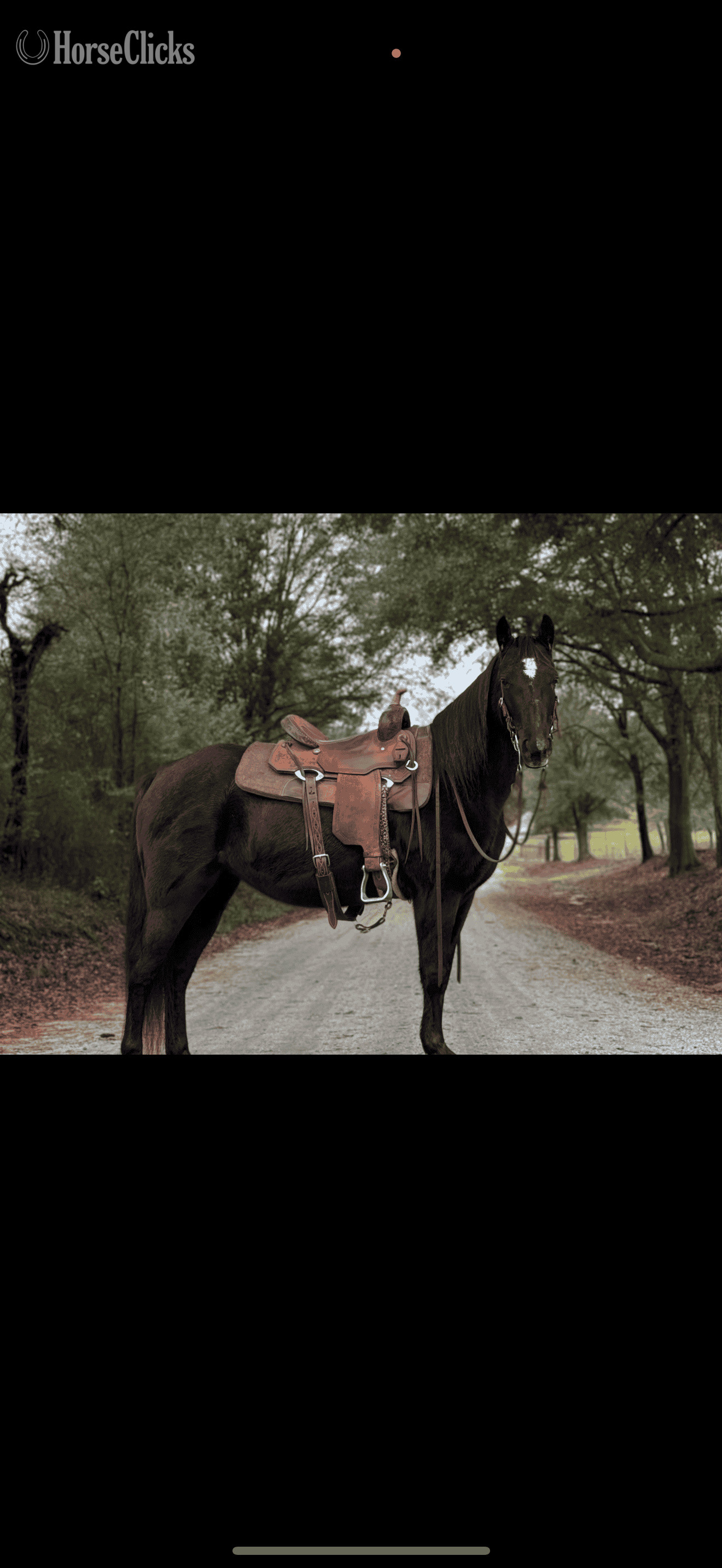 Georgia "Nova" Black Mare Kentucky Mountain