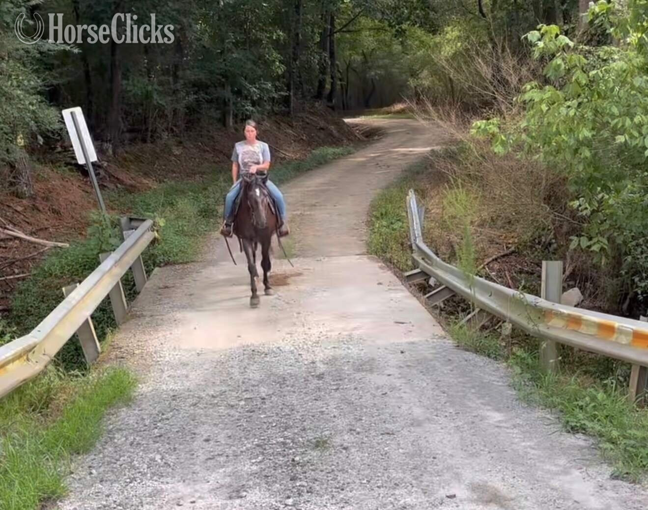"Nova" Black Mare Kentucky Mountain - Kentucky Mountain in Georgia