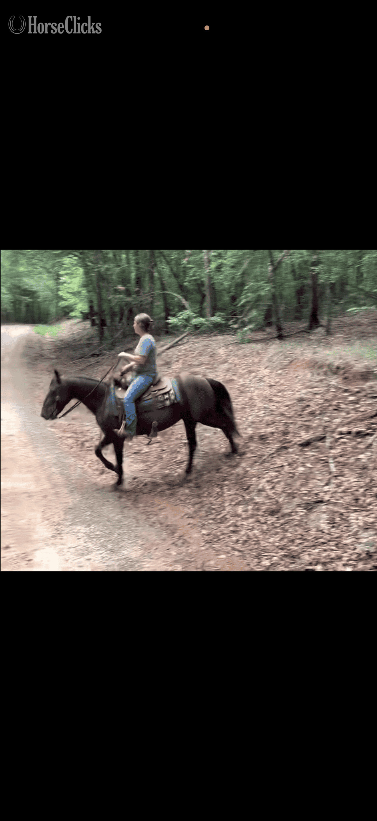 "Nova" Black Mare Kentucky Mountain - Kentucky Mountain