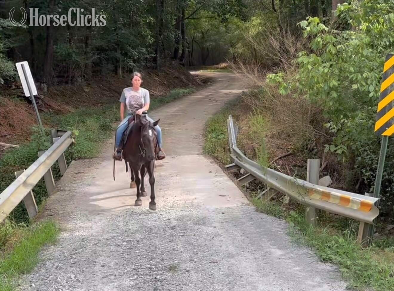 "Nova" Black Mare Kentucky Mountain Georgia
