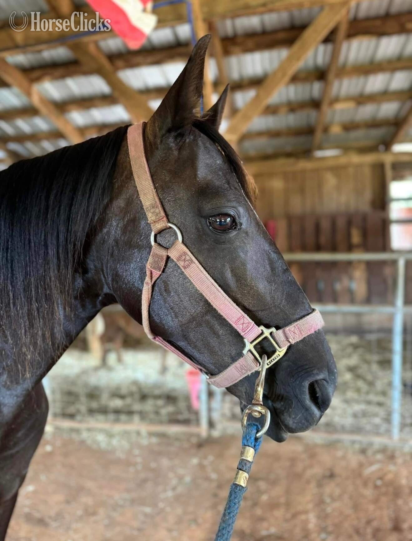Kentucky Mountain - "Nova" Black Mare Kentucky Mountain