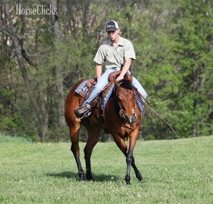 "Dancer" Chestnut Mare Quarter Horse in California