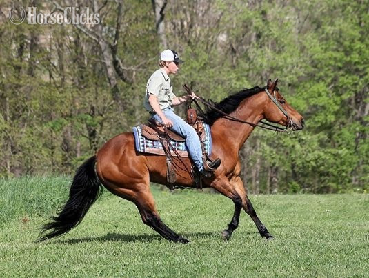 "Dancer" Chestnut Mare Quarter Horse