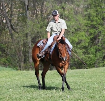 "Dancer" Chestnut Mare Quarter Horse