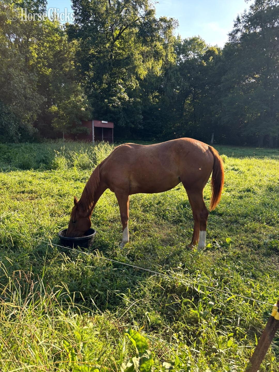 "Hot Rod G" Chestnut Colt Quarter Horse in North Carolina
