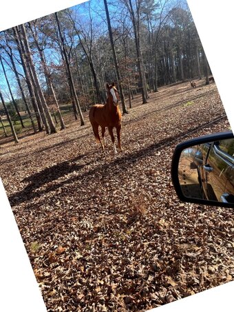 "Hot Rod G" Buckskin Colt Quarter Horse