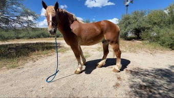 "HANK" Sorrel Gelding Belgian