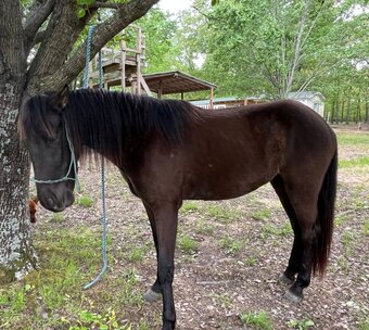 "Copper" Black Gelding Icelandic