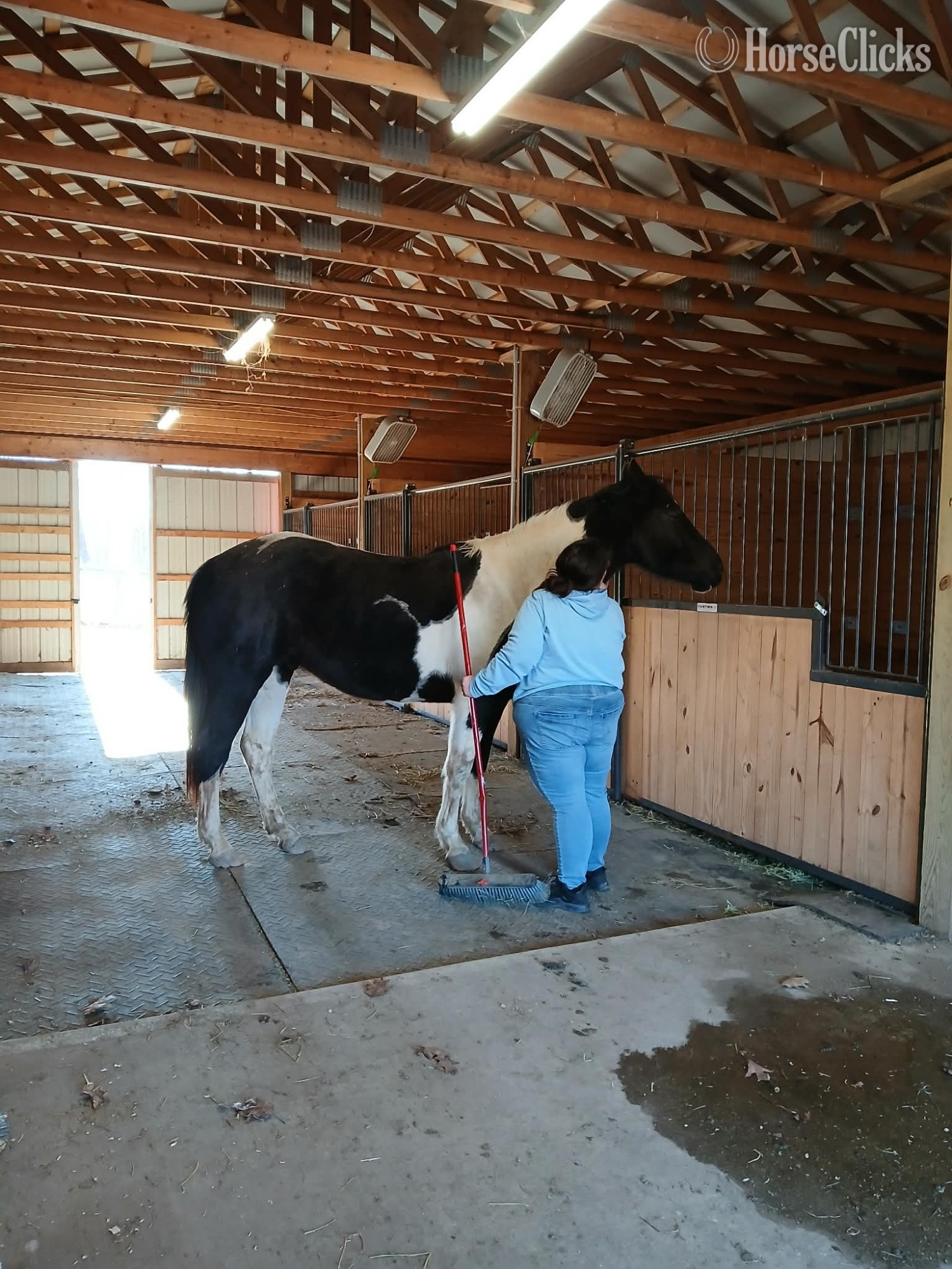 Tabiano 16hh Gelding for Lease in Pennsylvania