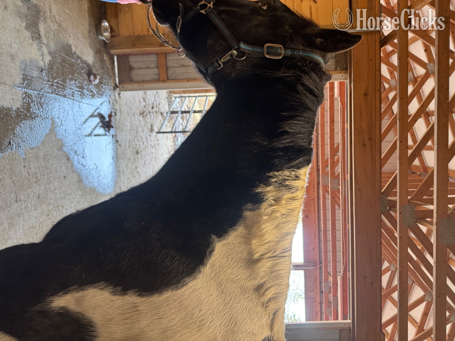 Pennsylvania Tabiano 16hh Gelding for Lease