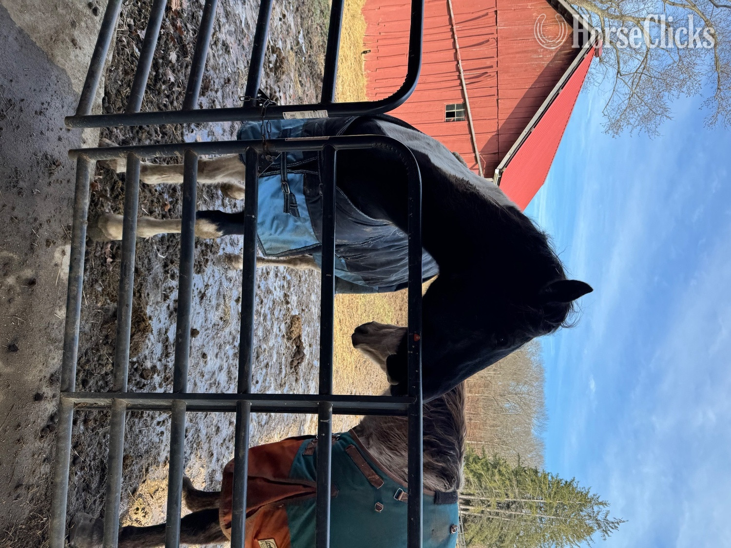 Tabiano 16hh Gelding for Lease -  in Pennsylvania
