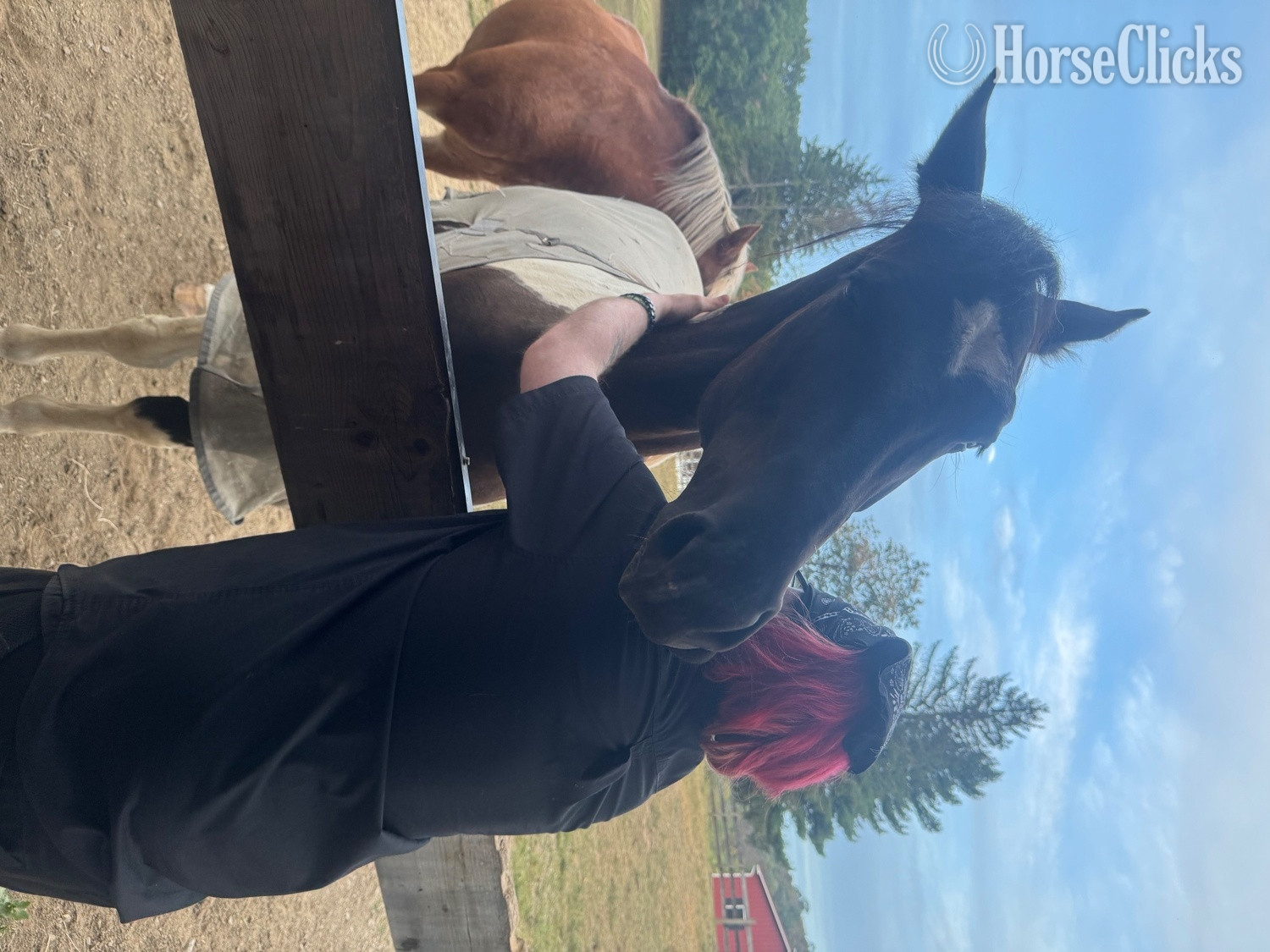 Tabiano 16hh Gelding for Lease Pennsylvania