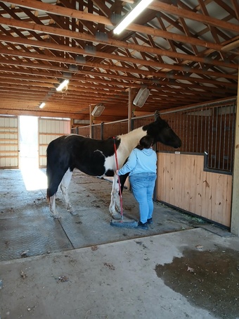 Tabiano 16hh Gelding for Lease