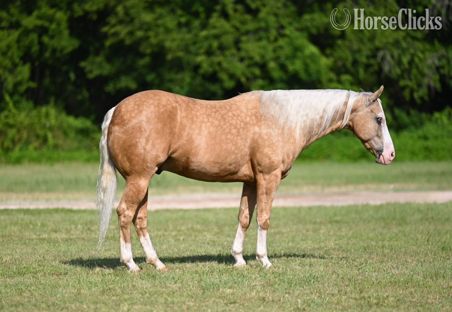 "Capone " Palomino Gelding Quarter Horse in Texas