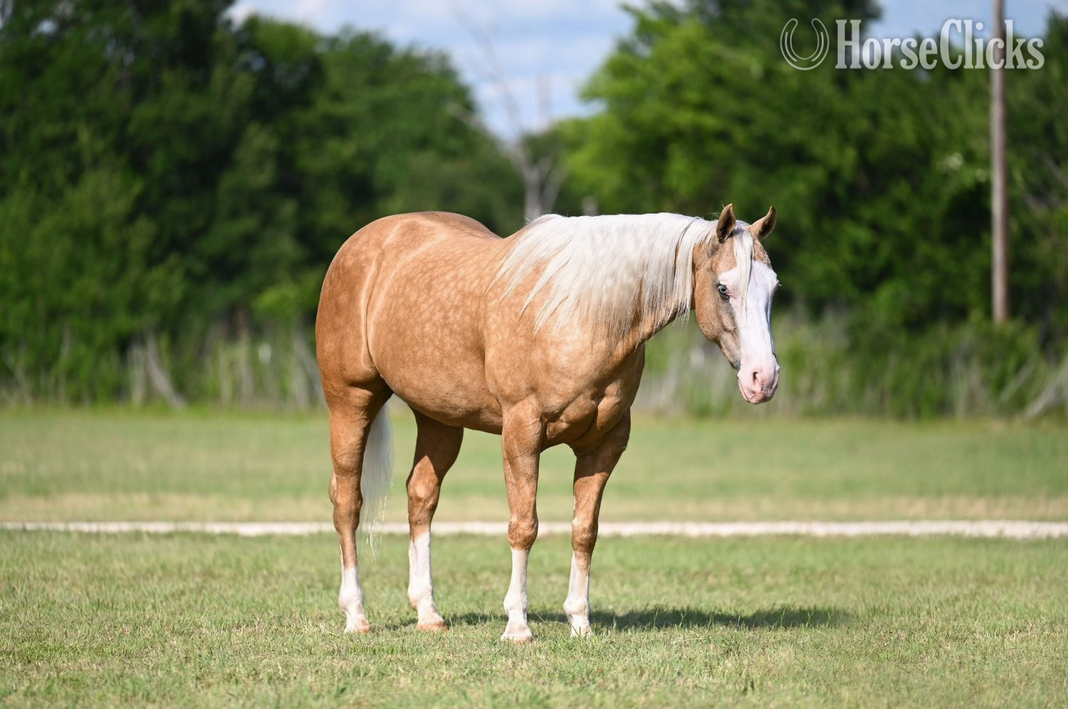 "Capone " Palomino Gelding Quarter Horse