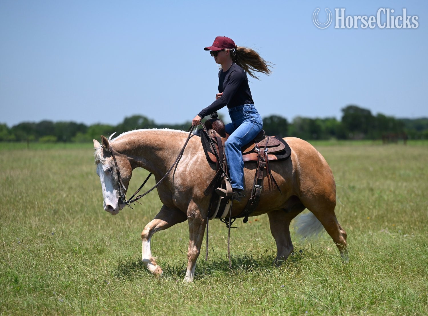 "Capone " Palomino Gelding Quarter Horse - Quarter Horse in Texas