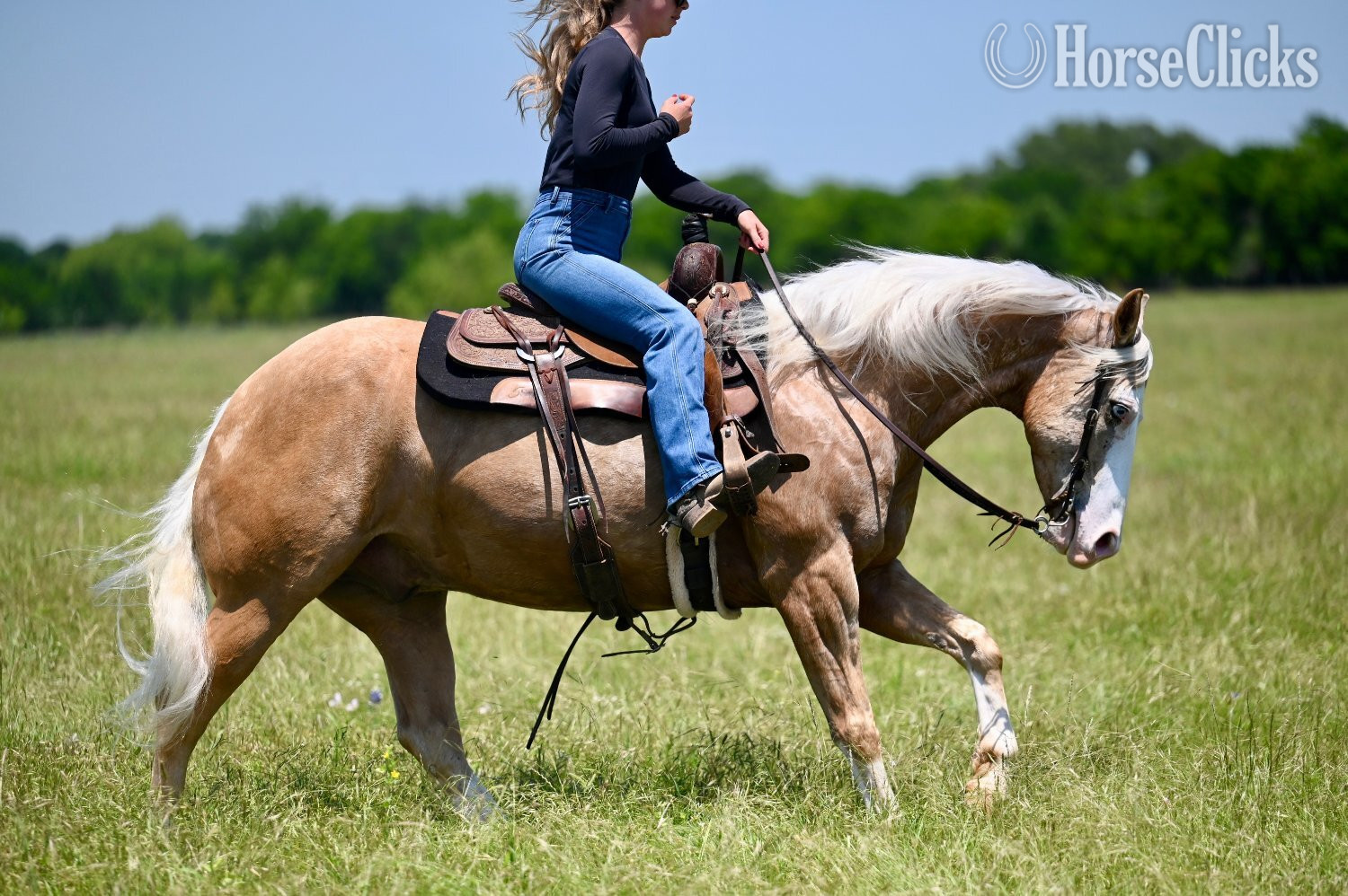 "Capone " Palomino Gelding Quarter Horse - Quarter Horse