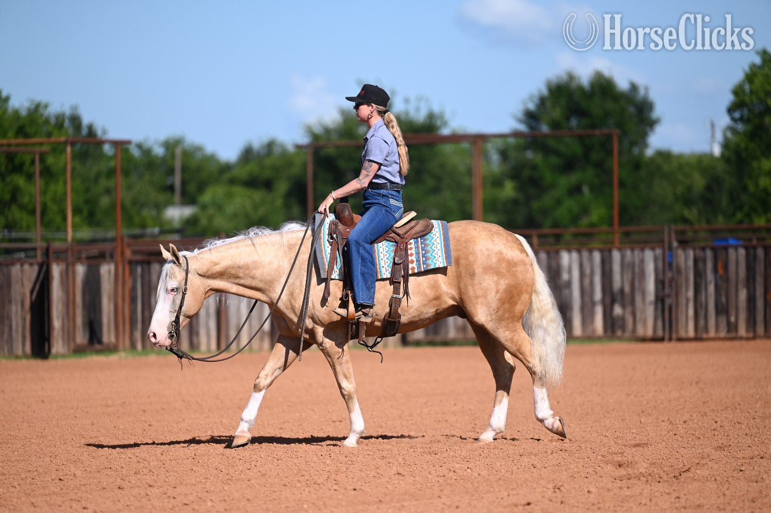 "Capone " Palomino Gelding Quarter Horse Texas