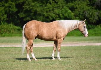 "Capone " Palomino Gelding Quarter Horse