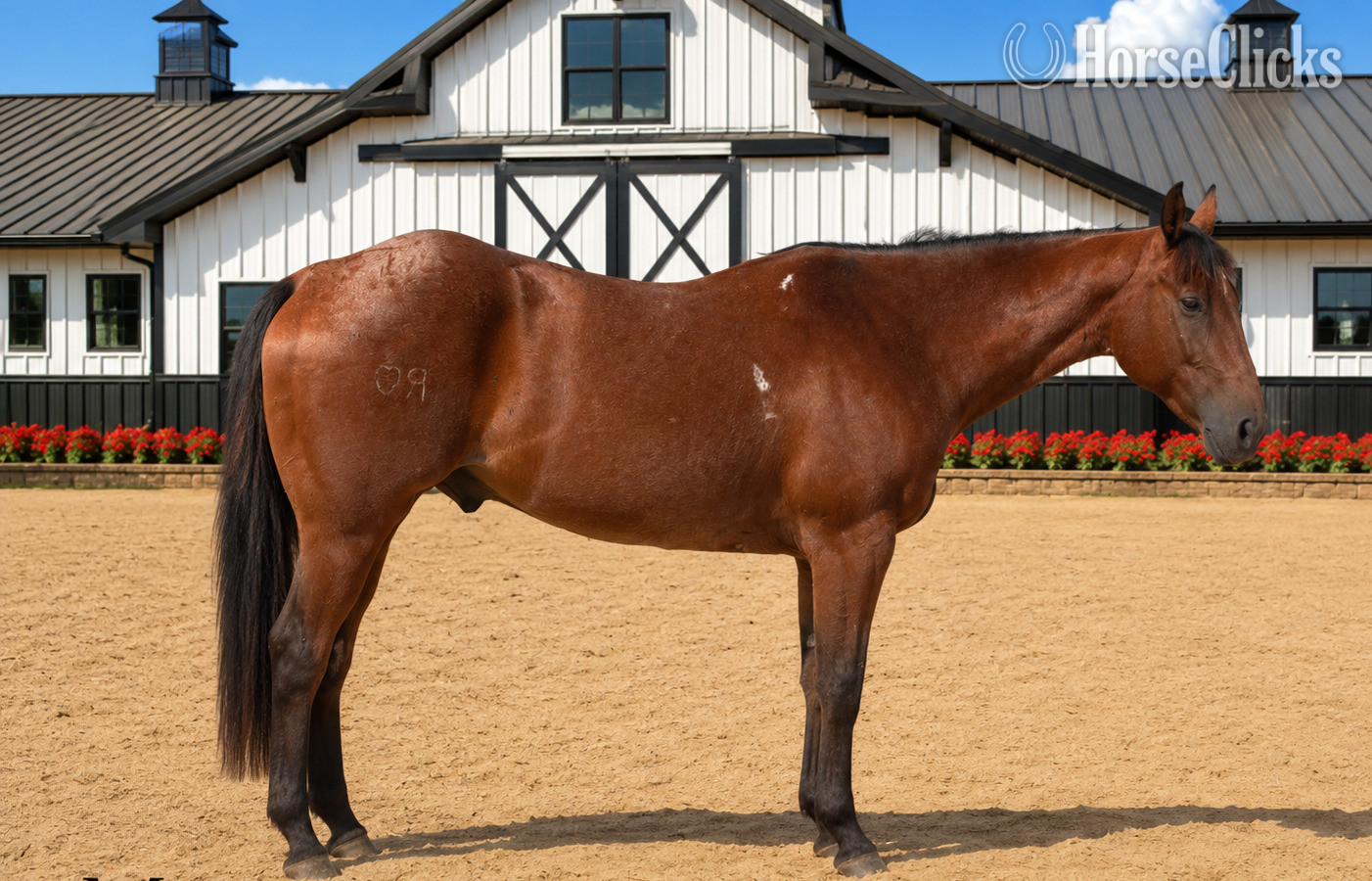 "BOONE" Bay Roan Gelding Quarter Horse