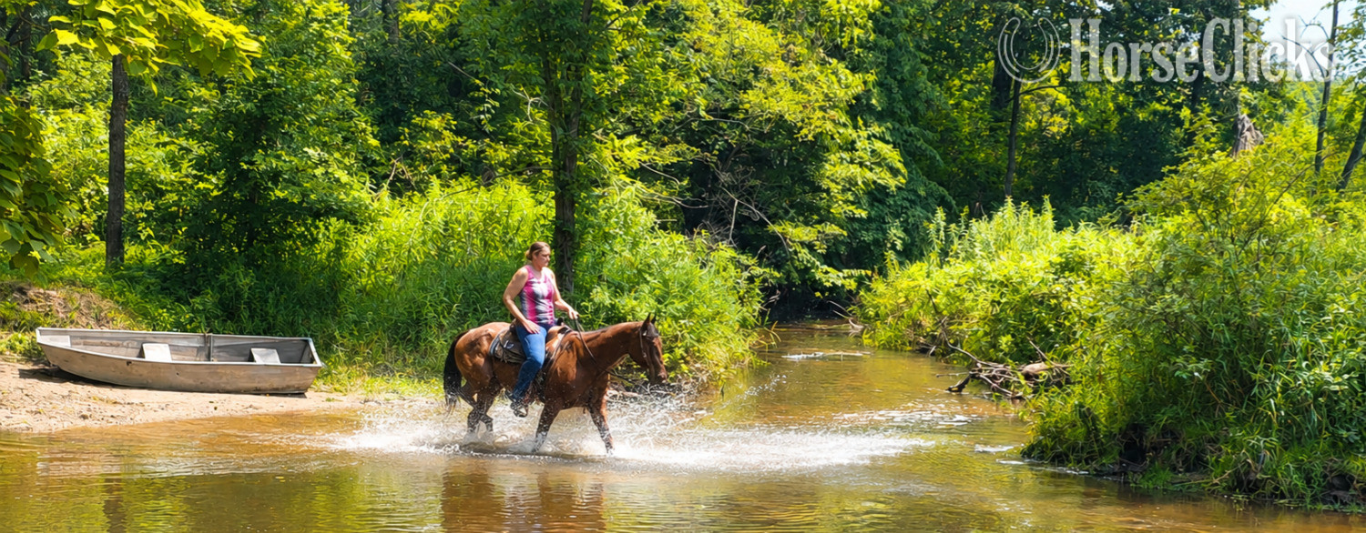 "BOONE" Bay Roan Gelding Quarter Horse - Quarter Horse in Indiana