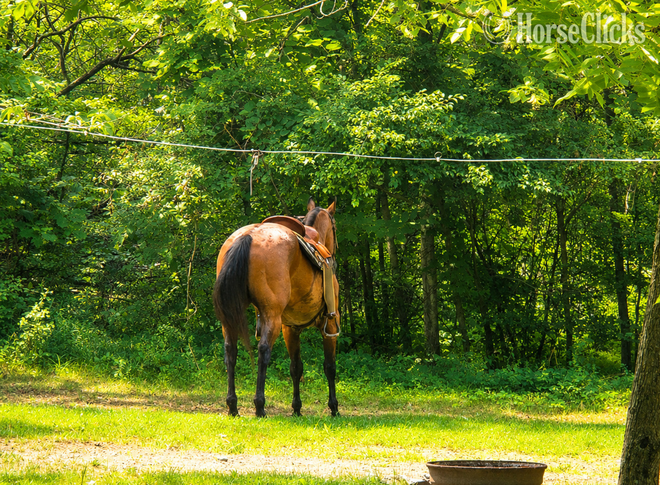 "BOONE" Bay Roan Gelding Quarter Horse - Quarter Horse