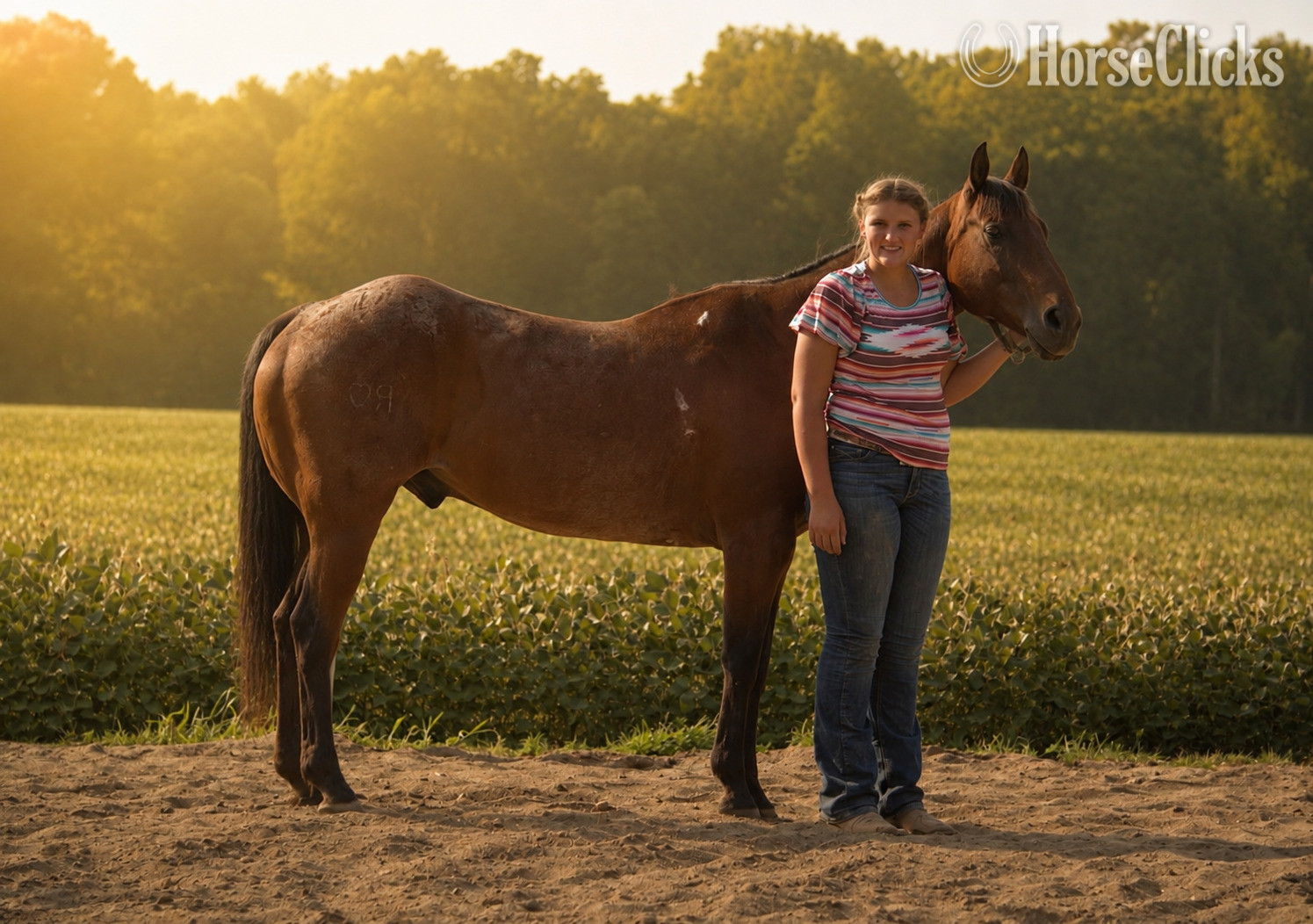 "BOONE" Bay Roan Gelding Quarter Horse Indiana