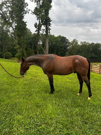 "Starchy" Bay Roan Gelding Quarter Horse