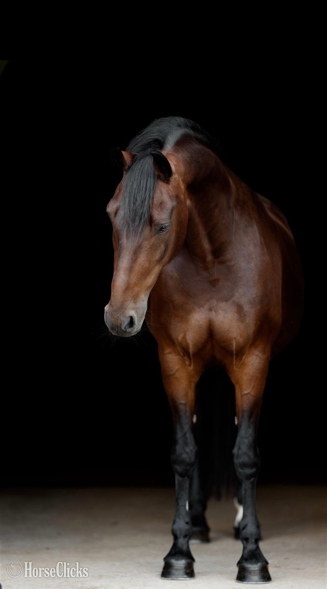 "Lady Givenchy" Bay Mare Friesian in Wisconsin