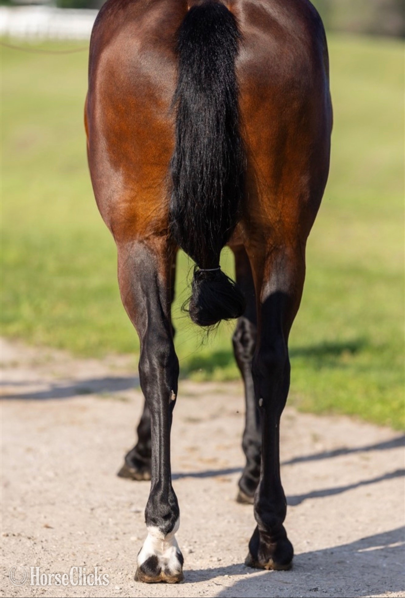"Lady Givenchy" Bay Mare Friesian