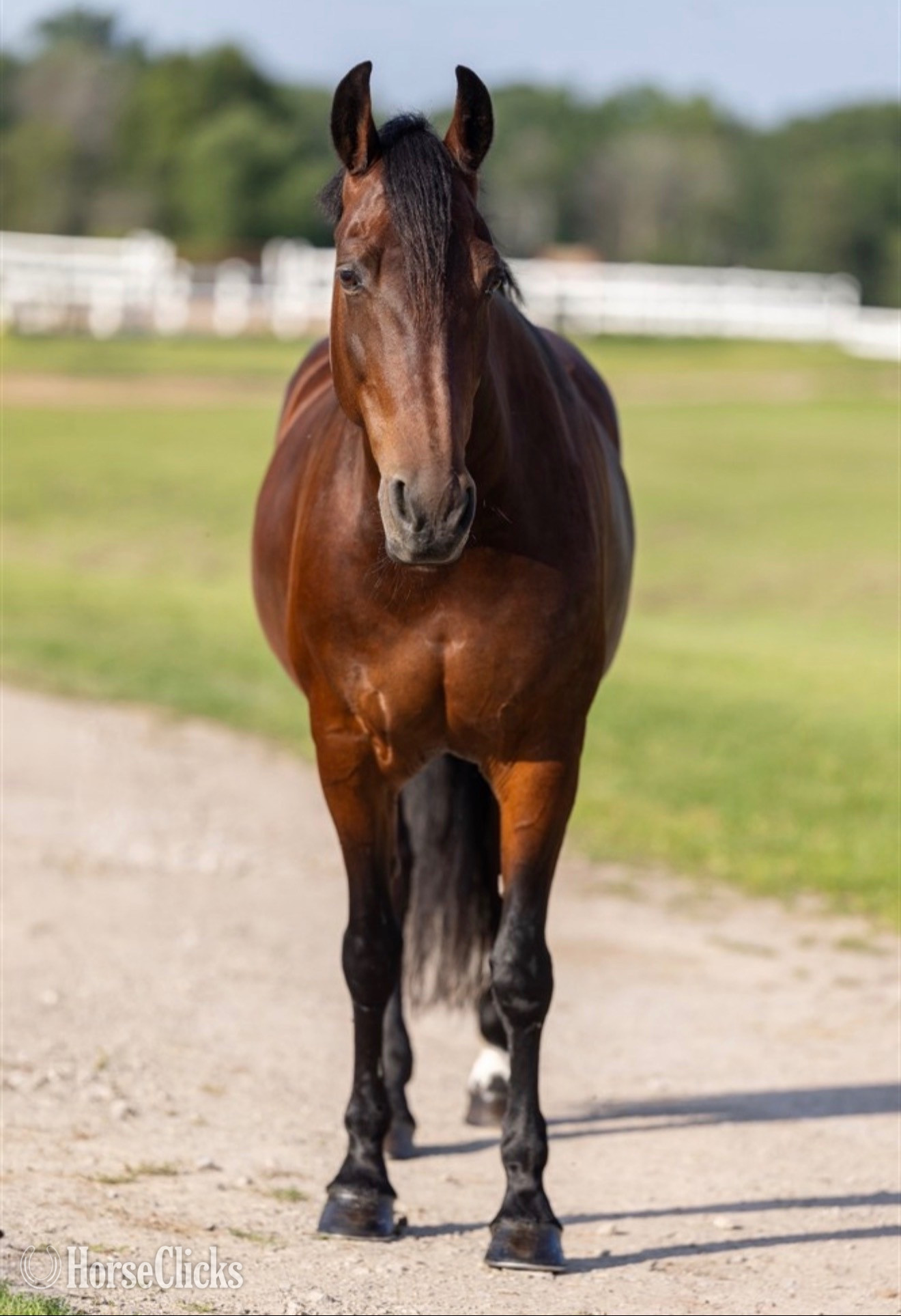 Wisconsin "Lady Givenchy" Bay Mare Friesian