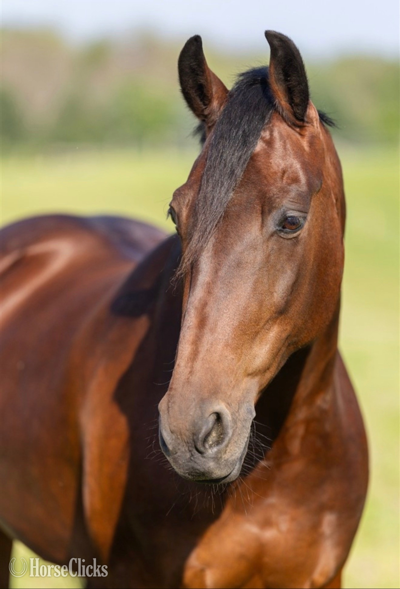 "Lady Givenchy" Bay Mare Friesian - Friesian in Wisconsin