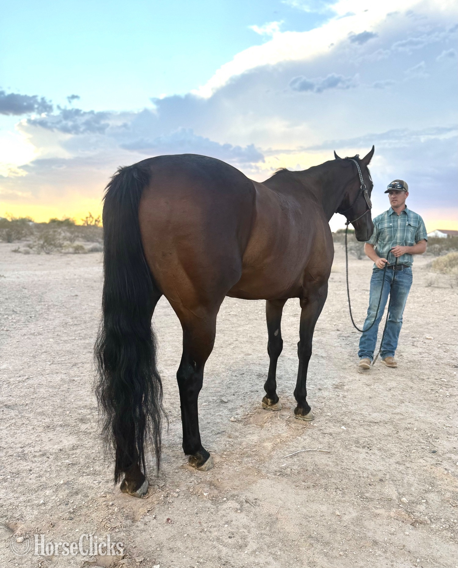 "Wold O Luck" Bay Gelding Thoroughbred in Arizona