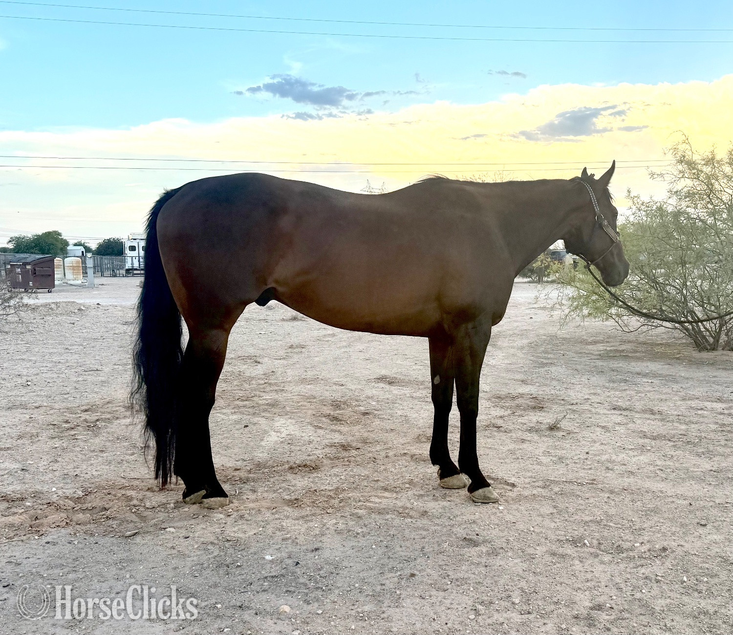 "Wold O Luck" Bay Gelding Thoroughbred