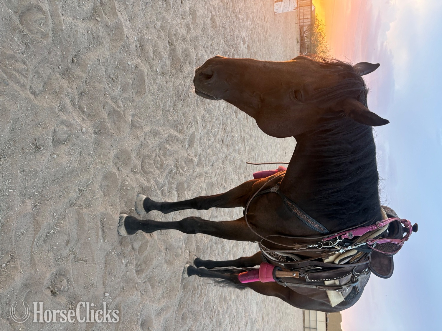 Arizona "Wold O Luck" Bay Gelding Thoroughbred
