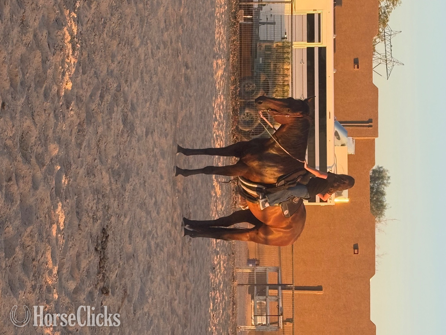 "Wold O Luck" Bay Gelding Thoroughbred - Thoroughbred in Arizona