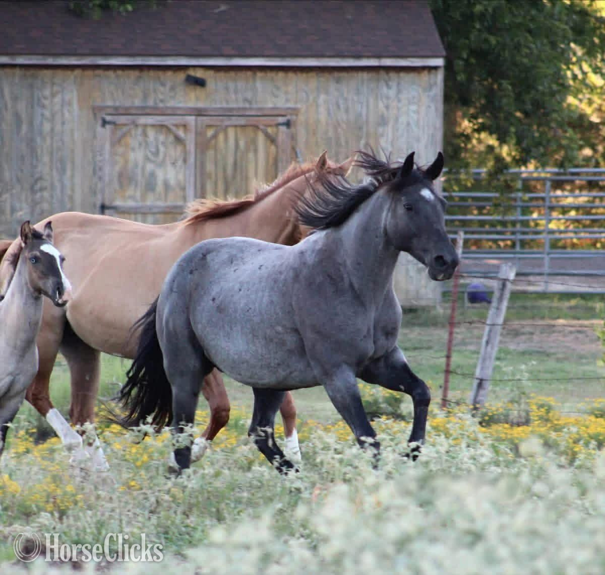 "BLUE SMOKE N LIBBY" Blue Roan Mare Paint in Texas