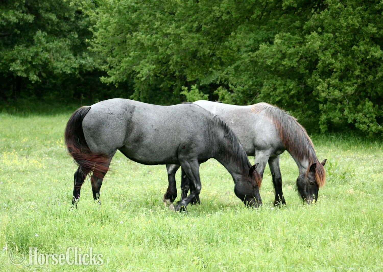 "BLUE SMOKE N LIBBY" Blue Roan Mare Paint - Paint in Texas