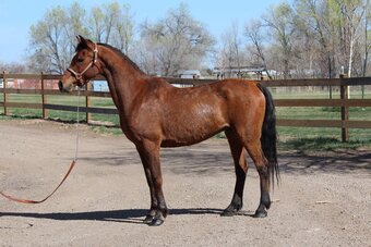 "Bobby" Bay Gelding Arabian
