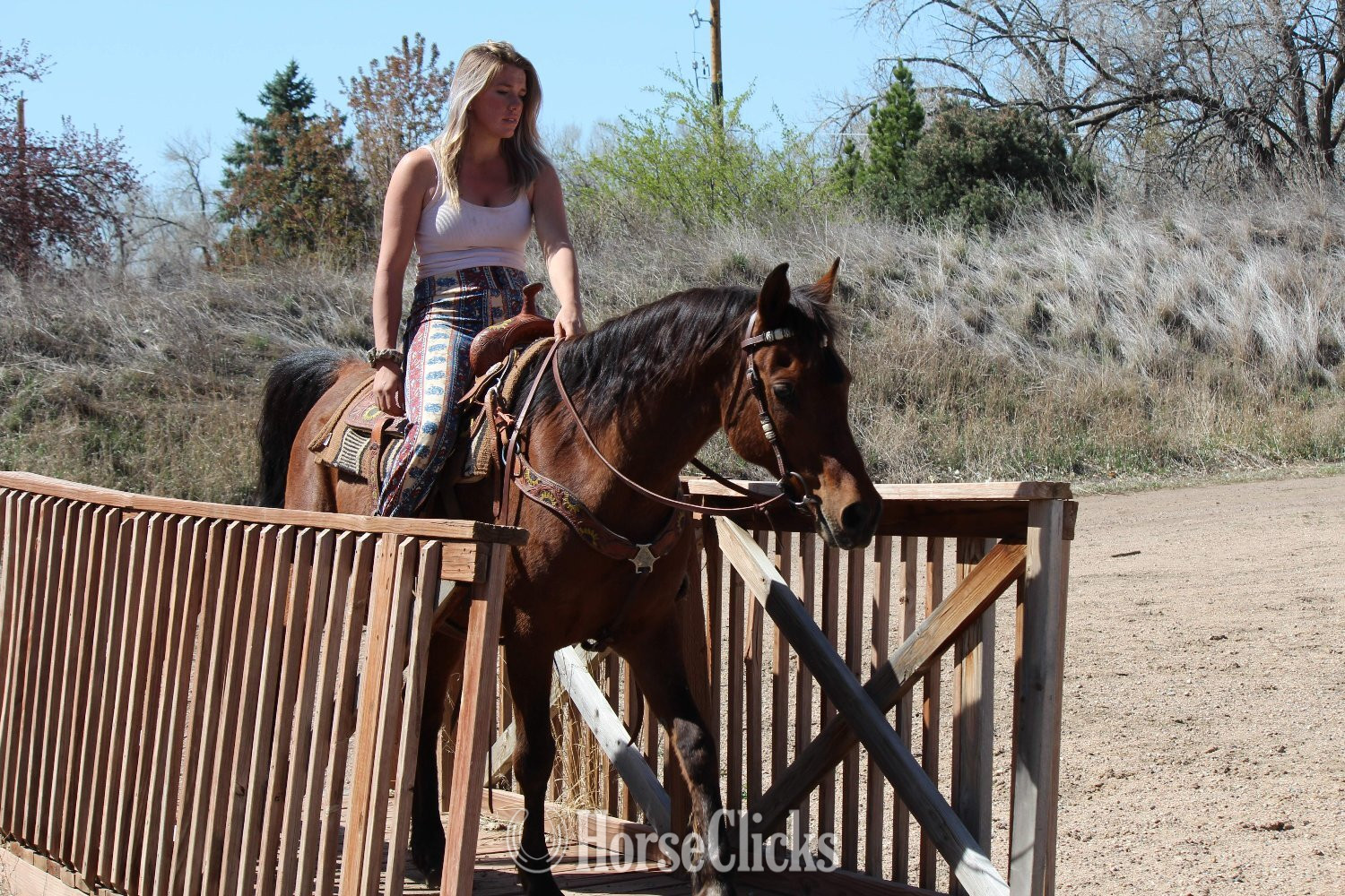 Colorado "Bobby" Bay Gelding Arabian