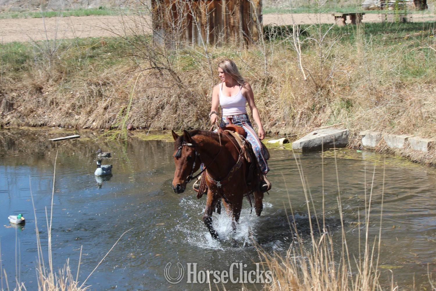 "Bobby" Bay Gelding Arabian - Arabian