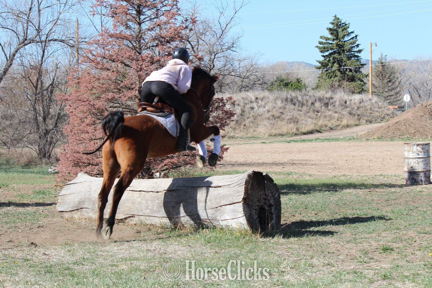 "Bobby" Bay Gelding Arabian Colorado