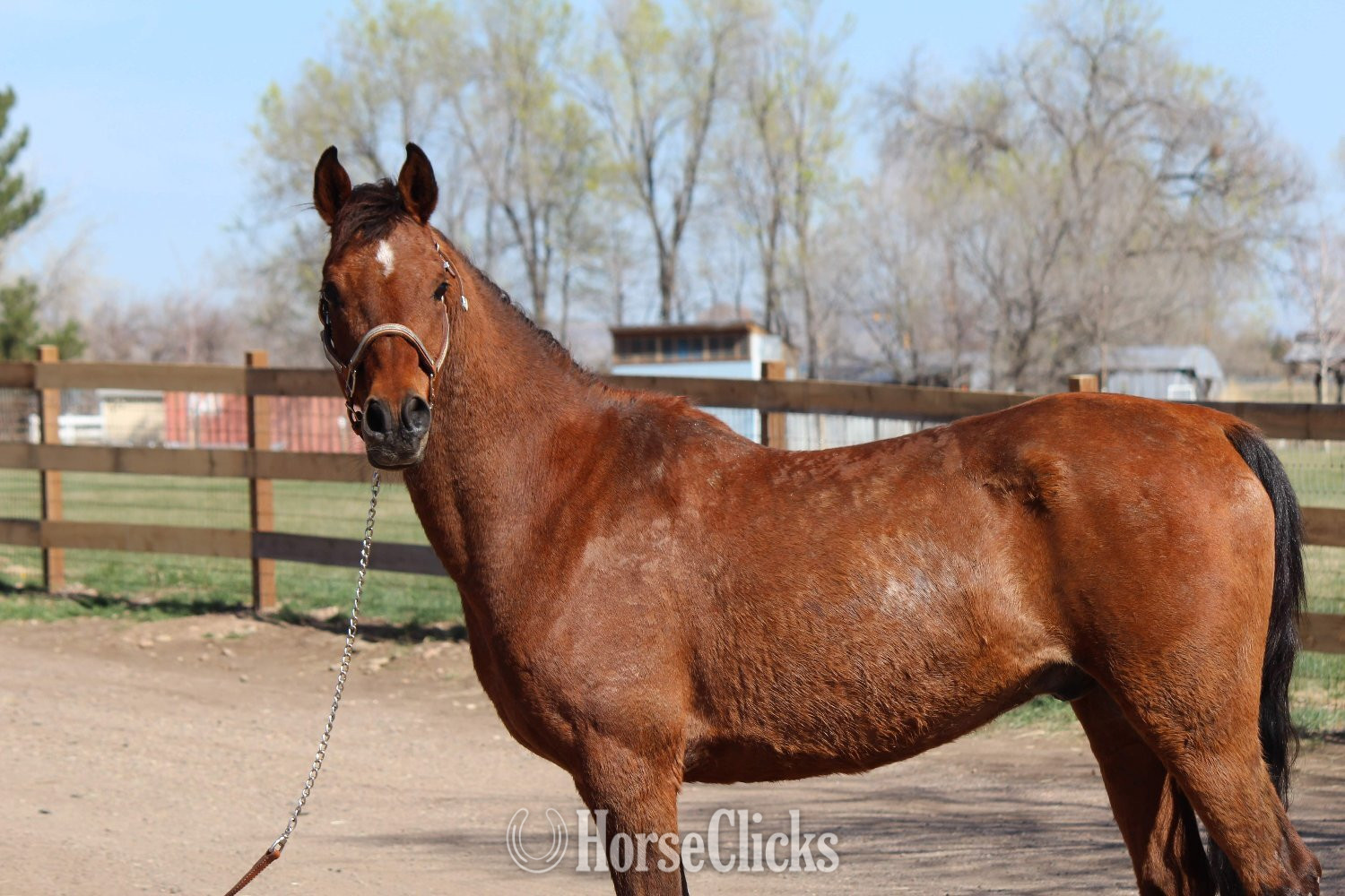 Arabian - "Bobby" Bay Gelding Arabian in Colorado
