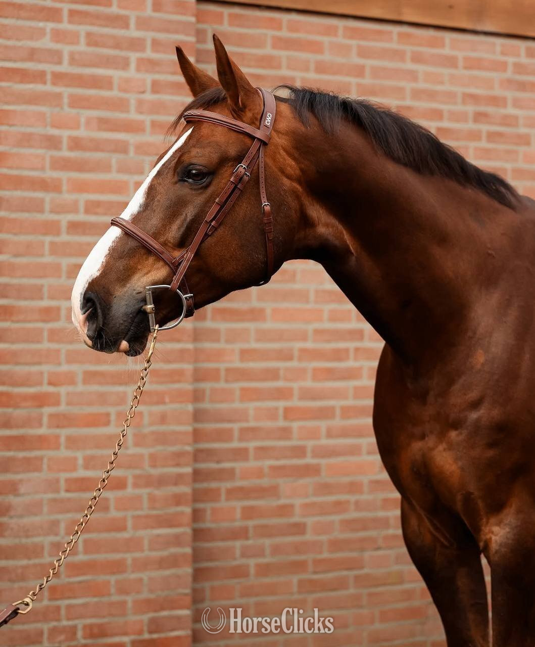"Grand" Bay Gelding Thoroughbred in Texas